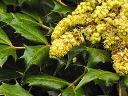 Image of Berberis napaulensis (DC.) Spreng.