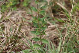 Image of Sticky Waxweed