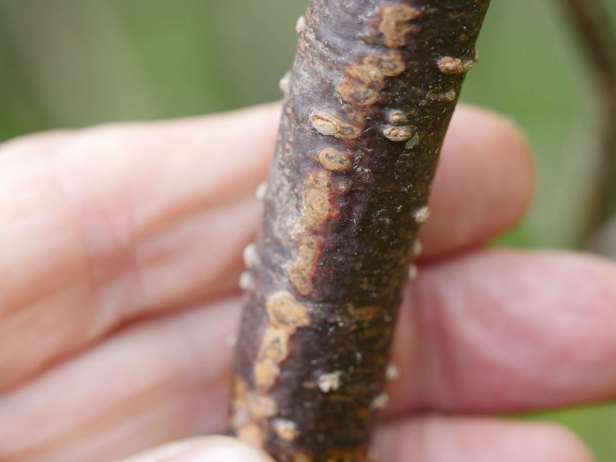 Image of Pittosporum kirkii Hook. fil. ex T. Kirk