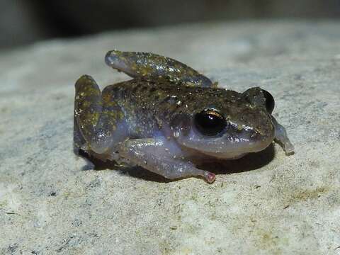 صورة Eleutherodactylus dennisi (Lynch 1970)