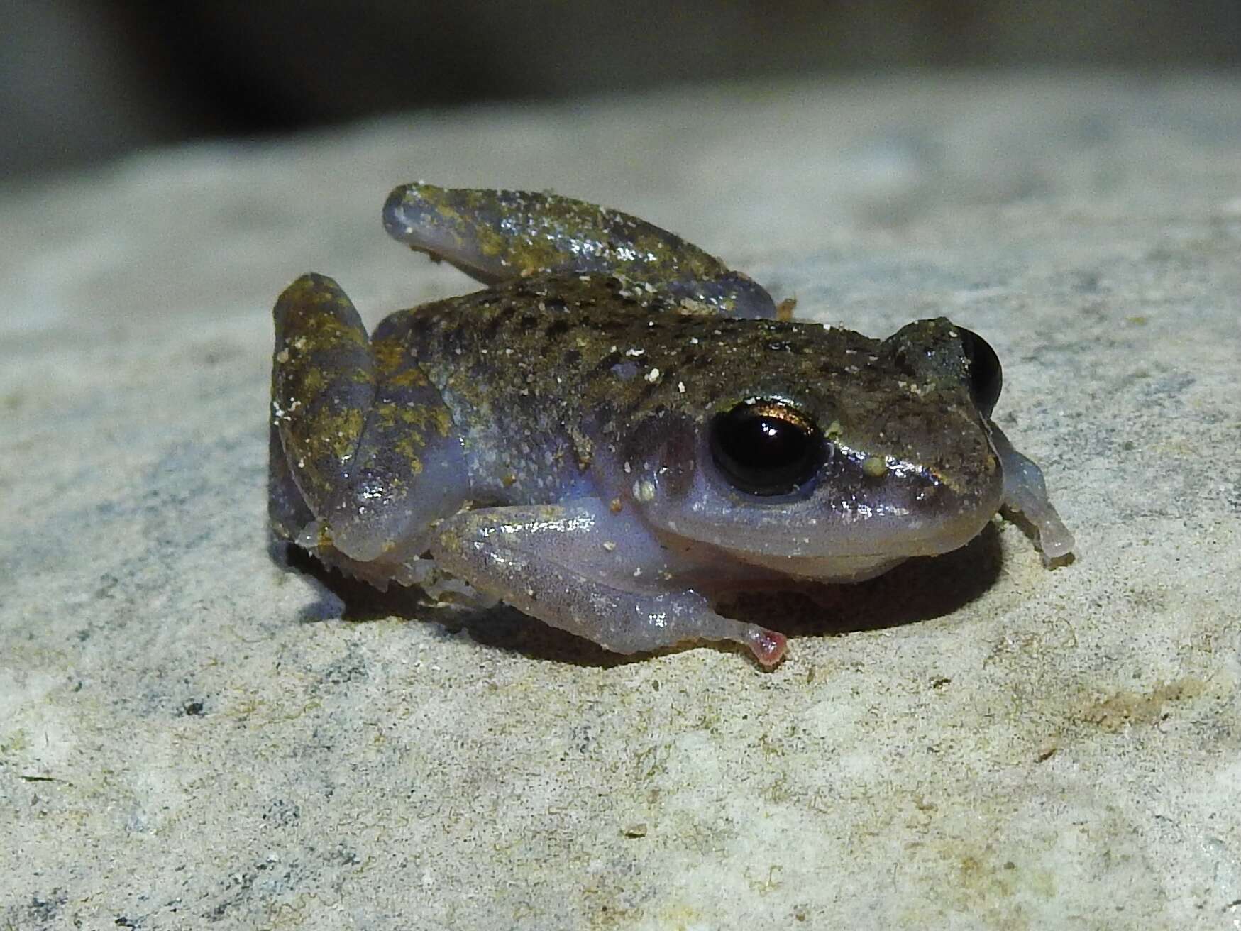 Image of Eleutherodactylus dennisi (Lynch 1970)