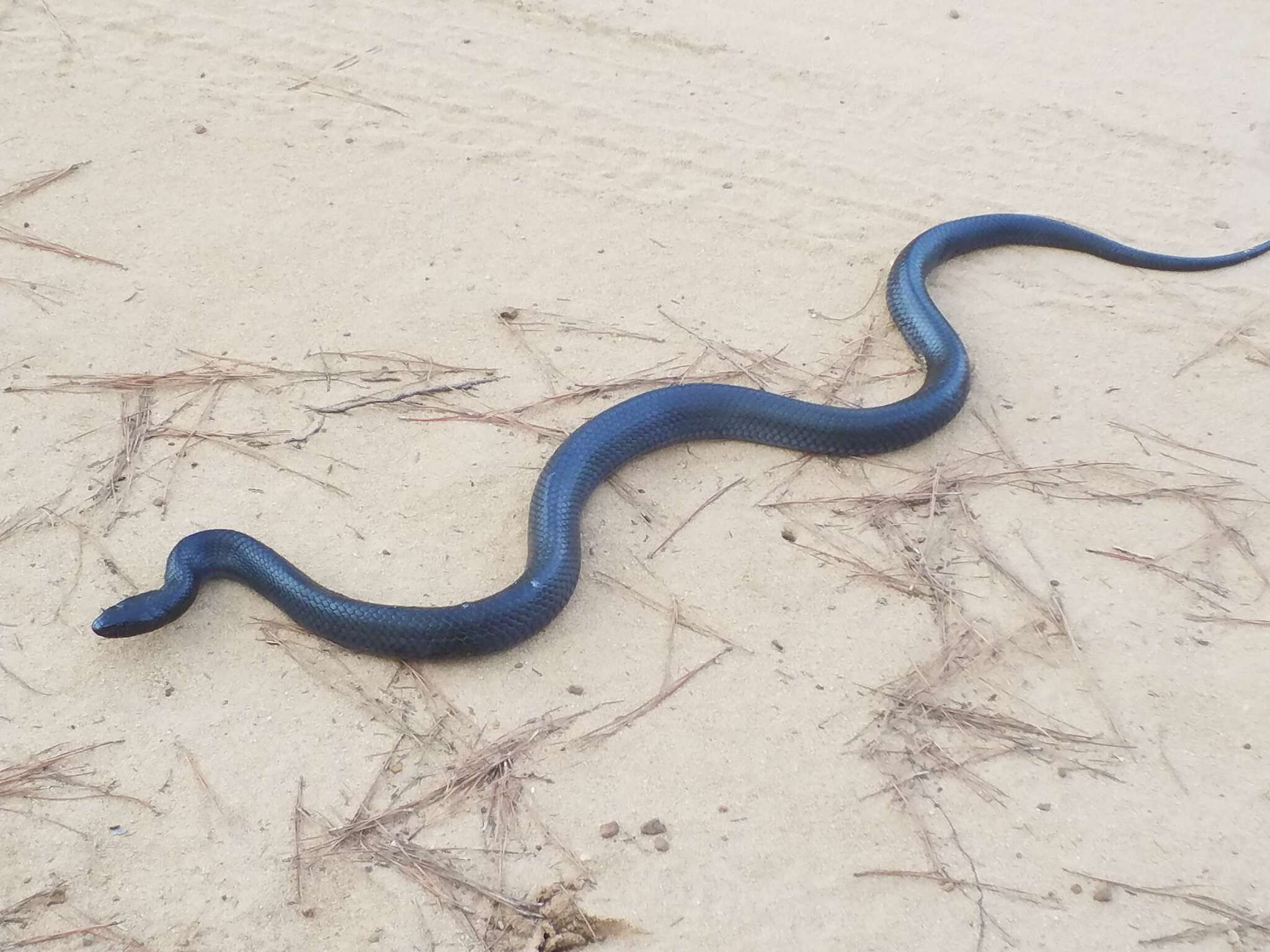 Image of Eastern Indigo Snake