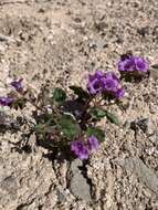 Phacelia pulchella A. Gray resmi