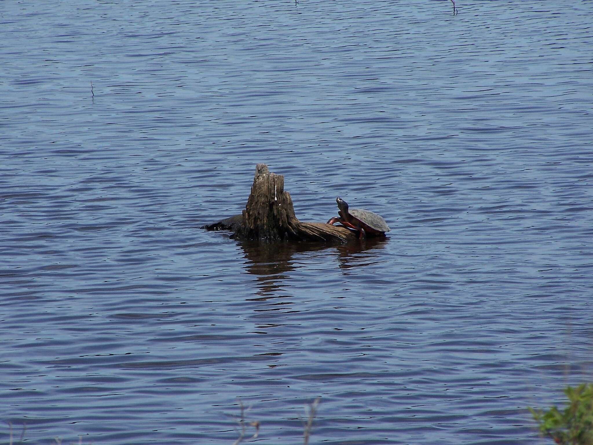 Image of American Red-bellied Turtle