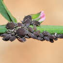 Слика од Aphis (Aphis) polygonata (Nevsky 1929)