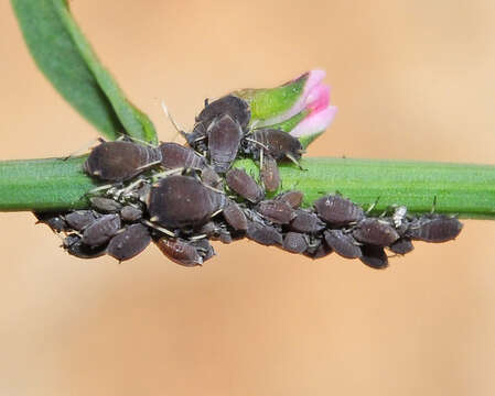 Слика од Aphis (Aphis) polygonata (Nevsky 1929)