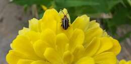 Image of Pigweed Flea Beetle