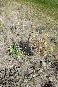 Image of <i>Onosma borysthenica</i>