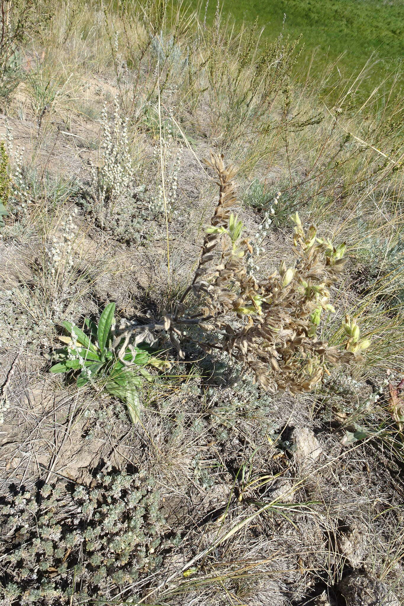 Image of <i>Onosma borysthenica</i>