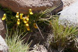 Image of Calceolaria stellariifolia Phil.