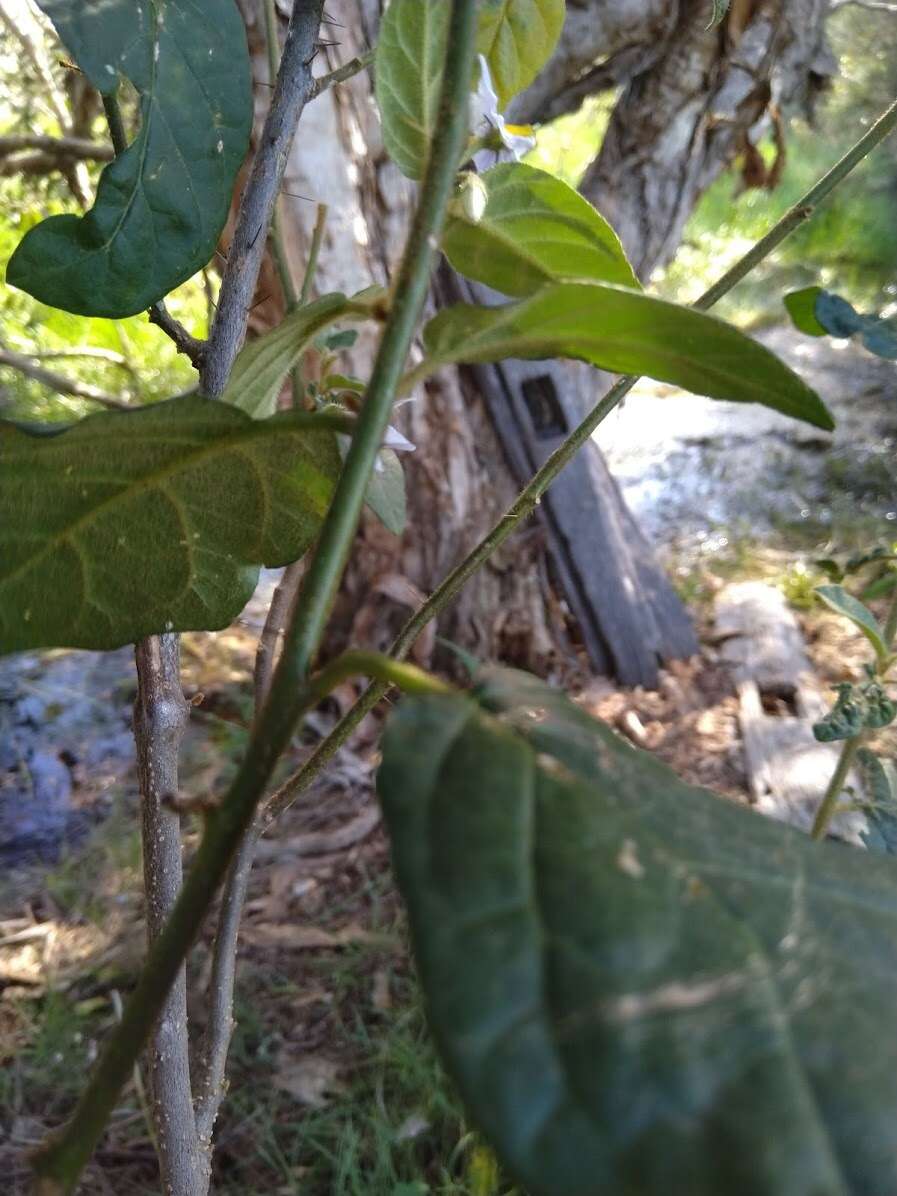 Image de Solanum stelligerum Sm.