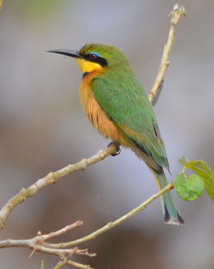 Image of Merops pusillus meridionalis (Sharpe 1892)