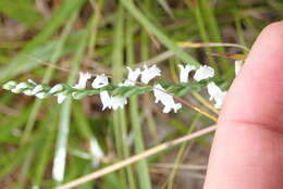 Imagem de Spiranthes tuberosa Raf.