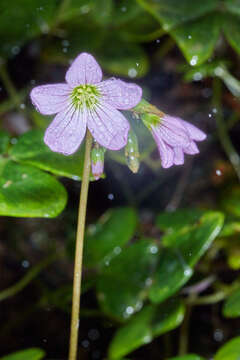 Image of Oxalis dimidiata J. D. Smith