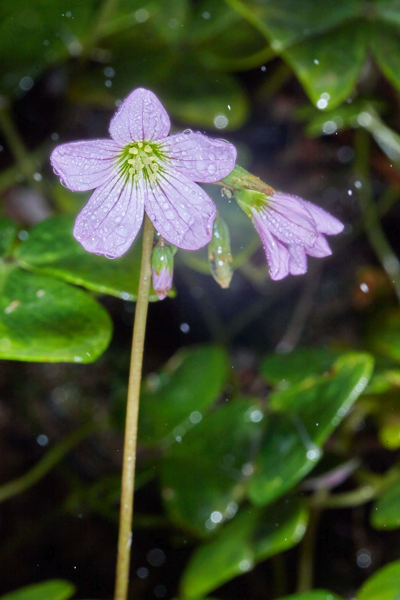 Image of Oxalis dimidiata J. D. Smith