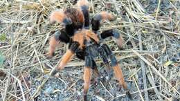 Image of Mexican redleg tarantula