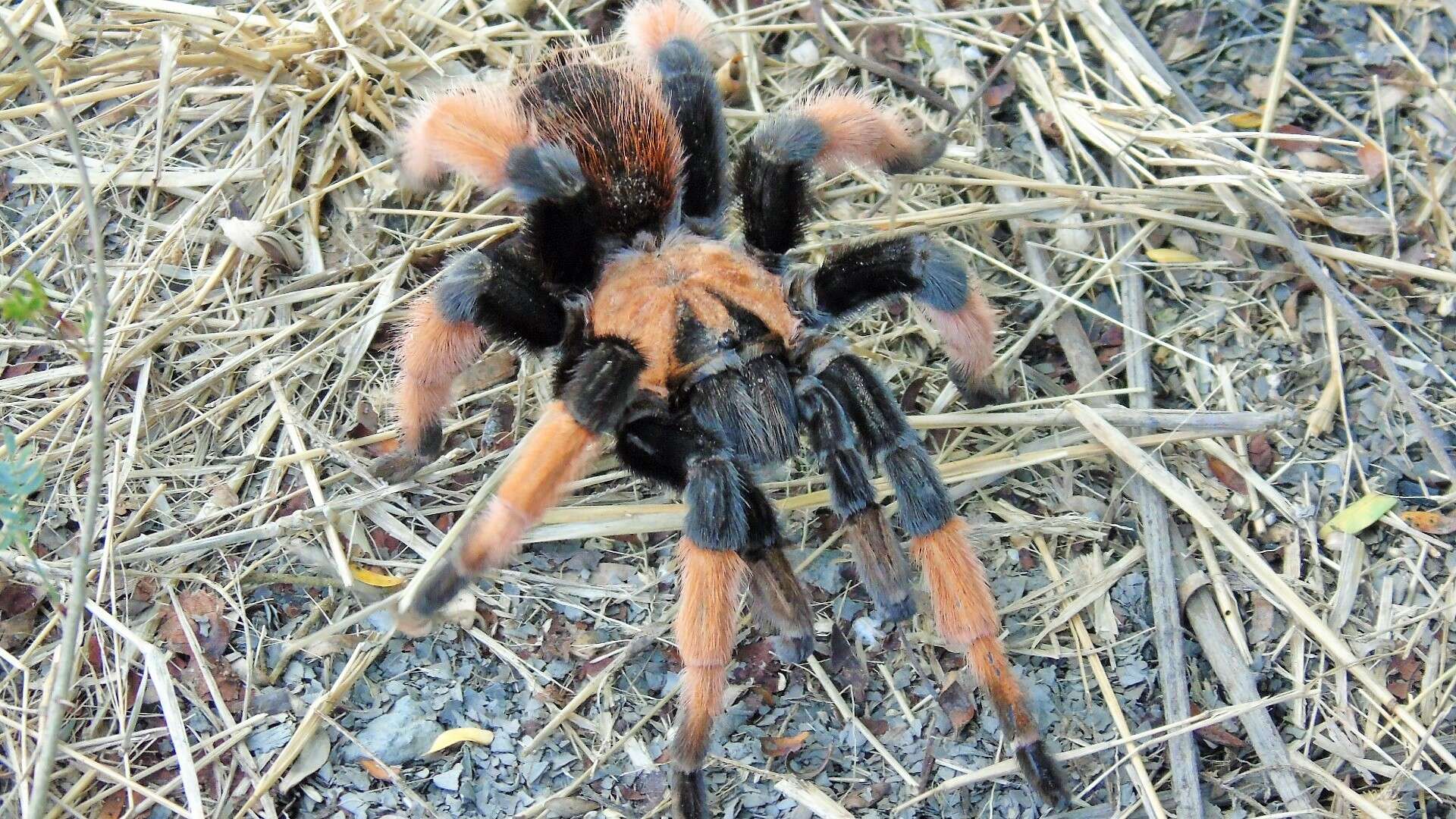 Image of Mexican redleg tarantula