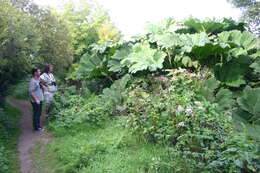 Image of giant rhubarb