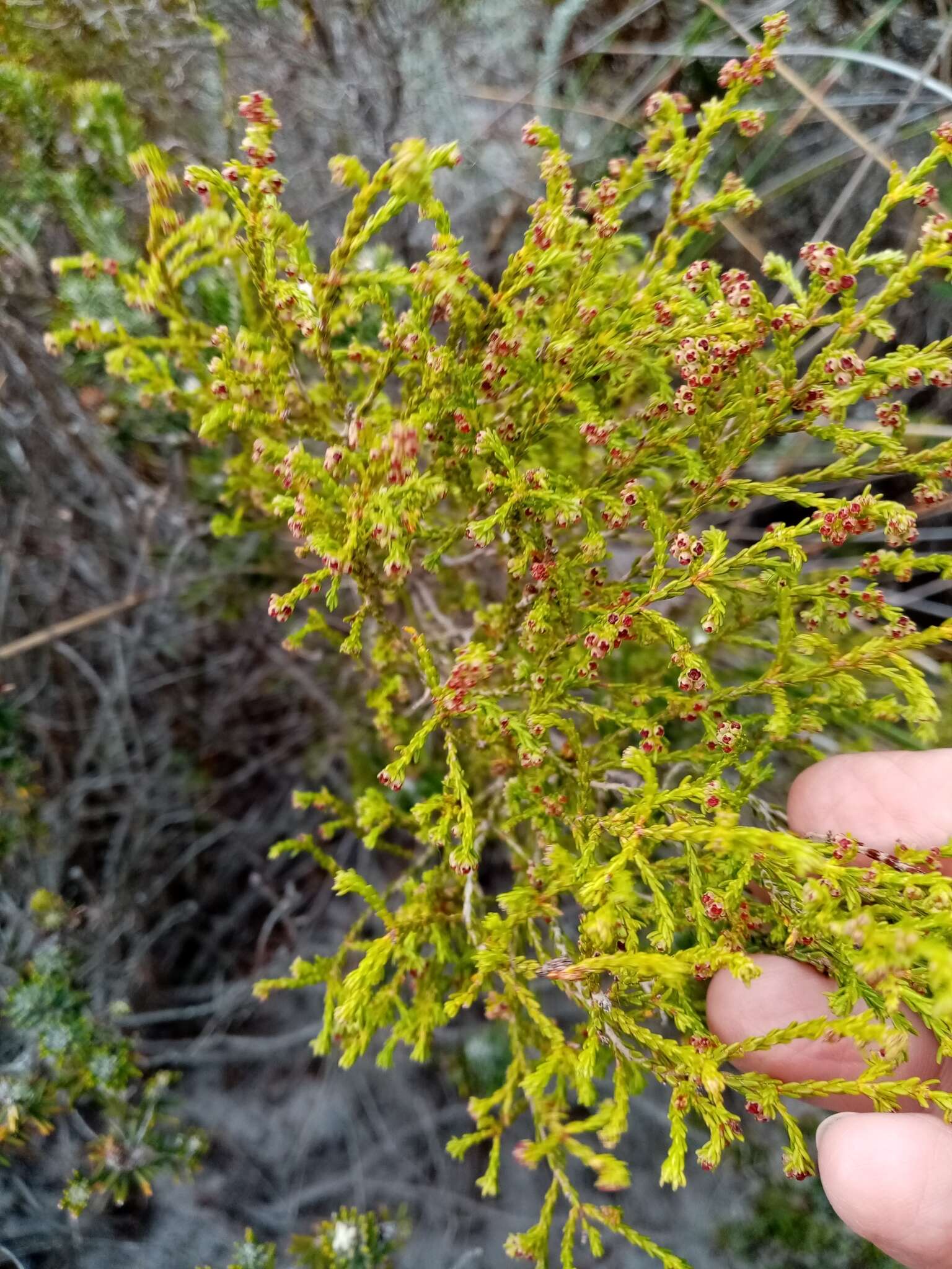 Erica subcapitata (N. E. Br.) E. G. H. Oliver resmi