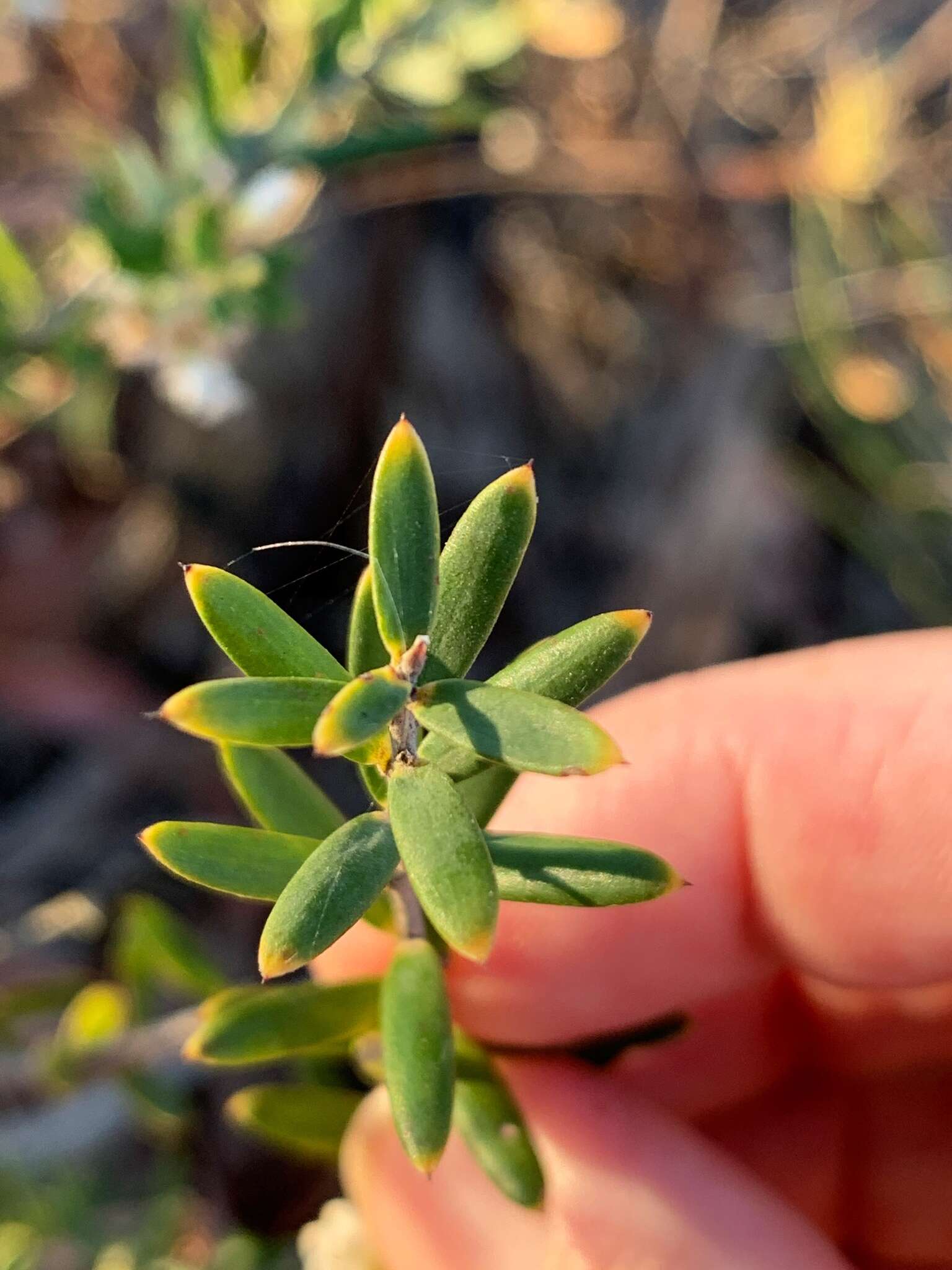 Image of Agiortia pedicellata (C. T. White) Quinn