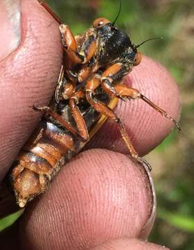 Image of Decim Periodical Cicada