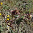 صورة <i>Cirsium <i>fontinale</i></i> var. fontinale