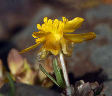 Image de Ranunculus eschscholtzii var. oxynotus (Gray) Jeps.