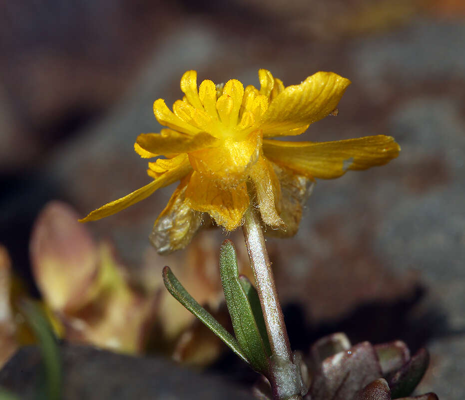 Image de Ranunculus eschscholtzii var. oxynotus (Gray) Jeps.