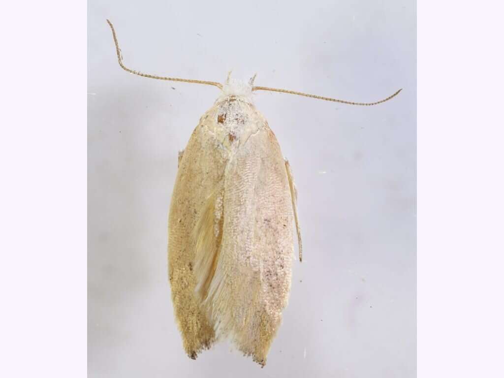 صورة Eochrois acutella Walker 1864