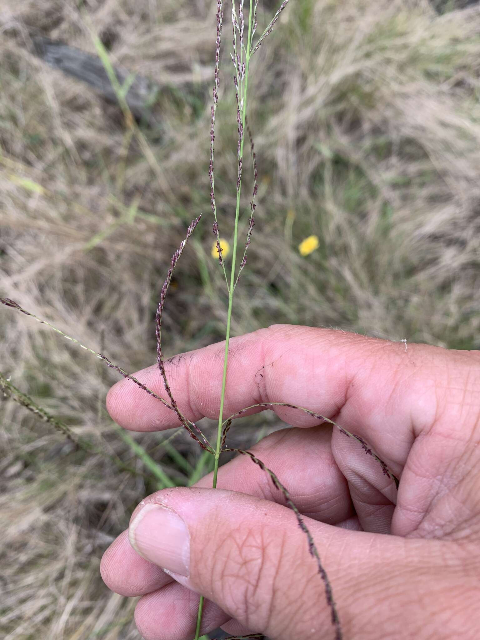 Leptochloa decipiens (R. Br.) Stapf ex Maiden resmi