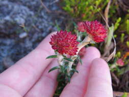 Image of Anaxeton arborescens (L.) Less.