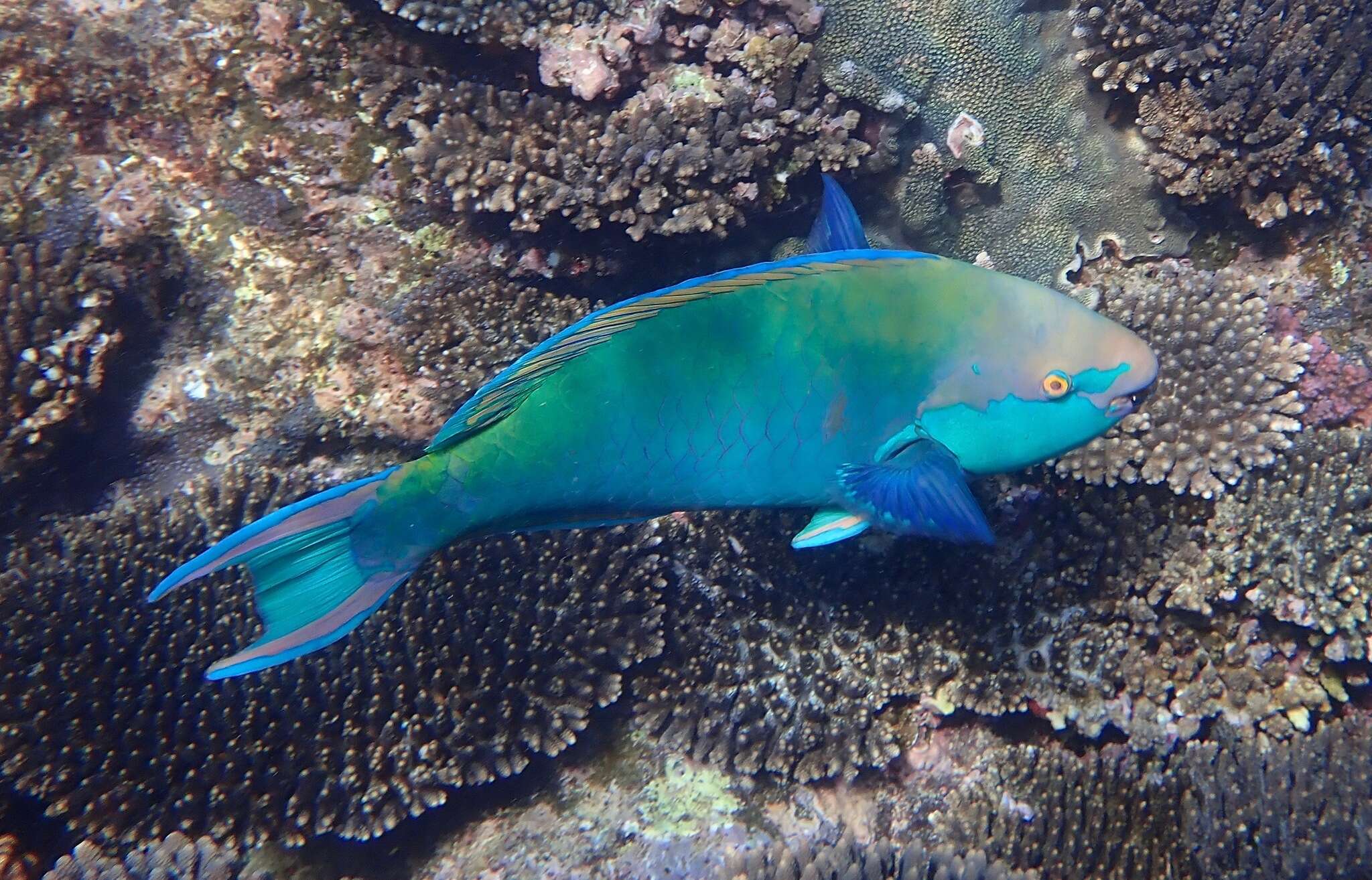 Image of Blue-faced Parrotfish