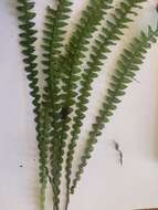 Слика од Austroblechnum aggregatum (Colenso) Gasper & V. A. O. Dittrich