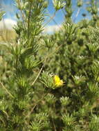 Image of Aspalathus longipes Harv.