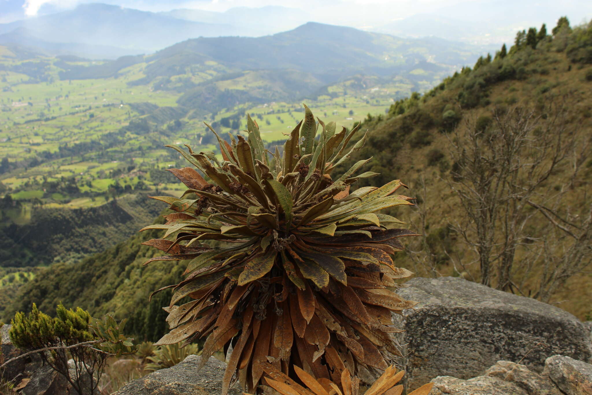 Image of Espeletiopsis guacharaca (Diaz) J. Cuatrec.