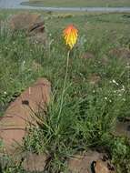 Image de Kniphofia porphyrantha Baker