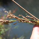 Image of Javelin-Grass