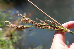 Imagem de Juncus pallidus R. Br.