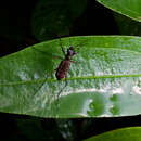 Plancia ëd Cicindela (Calochroa) lacrymans Schaum 1863