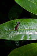 Plancia ëd Cicindela (Calochroa) lacrymans Schaum 1863