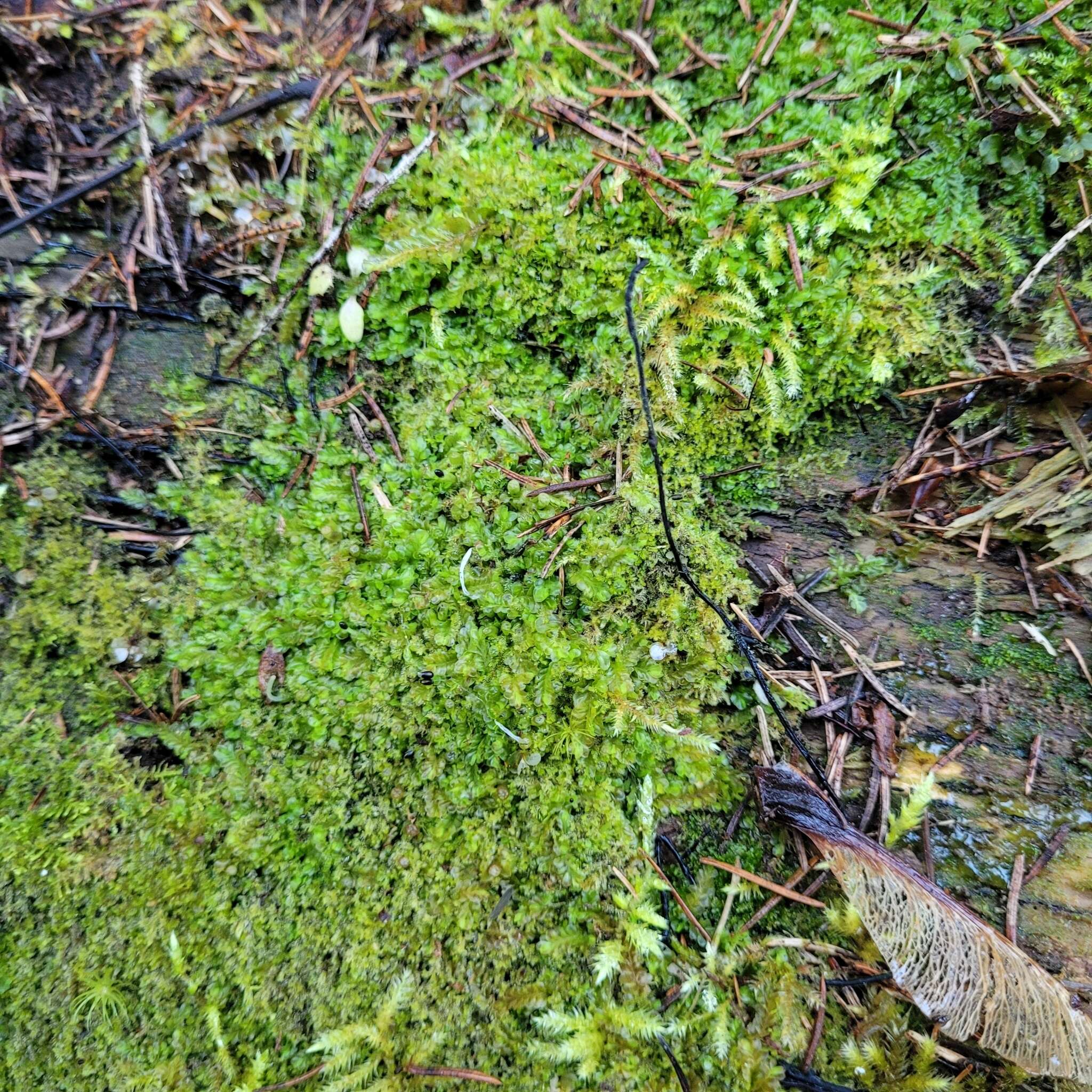 Image of Liochlaena lanceolata Nees