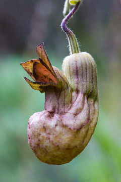 Image of California dutchman's pipe
