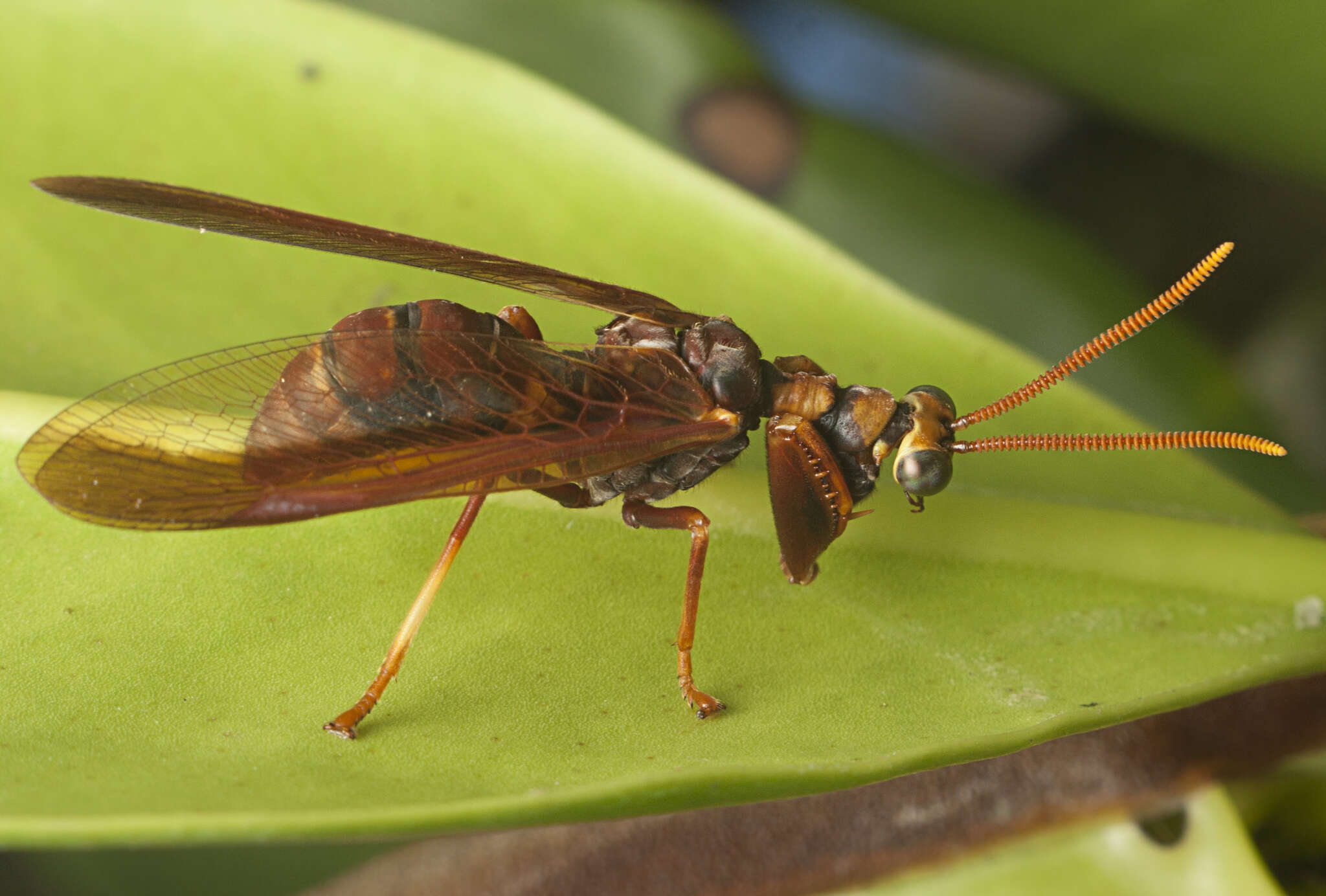 Image of Euclimacia nuchalis (Gerstaecker 1885)