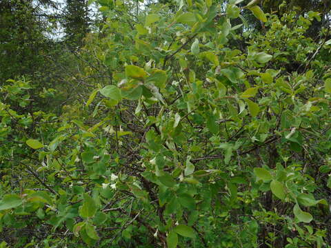 Imagem de Lonicera caerulea subsp. baltica (Pojark.) N. N. Tzvelev