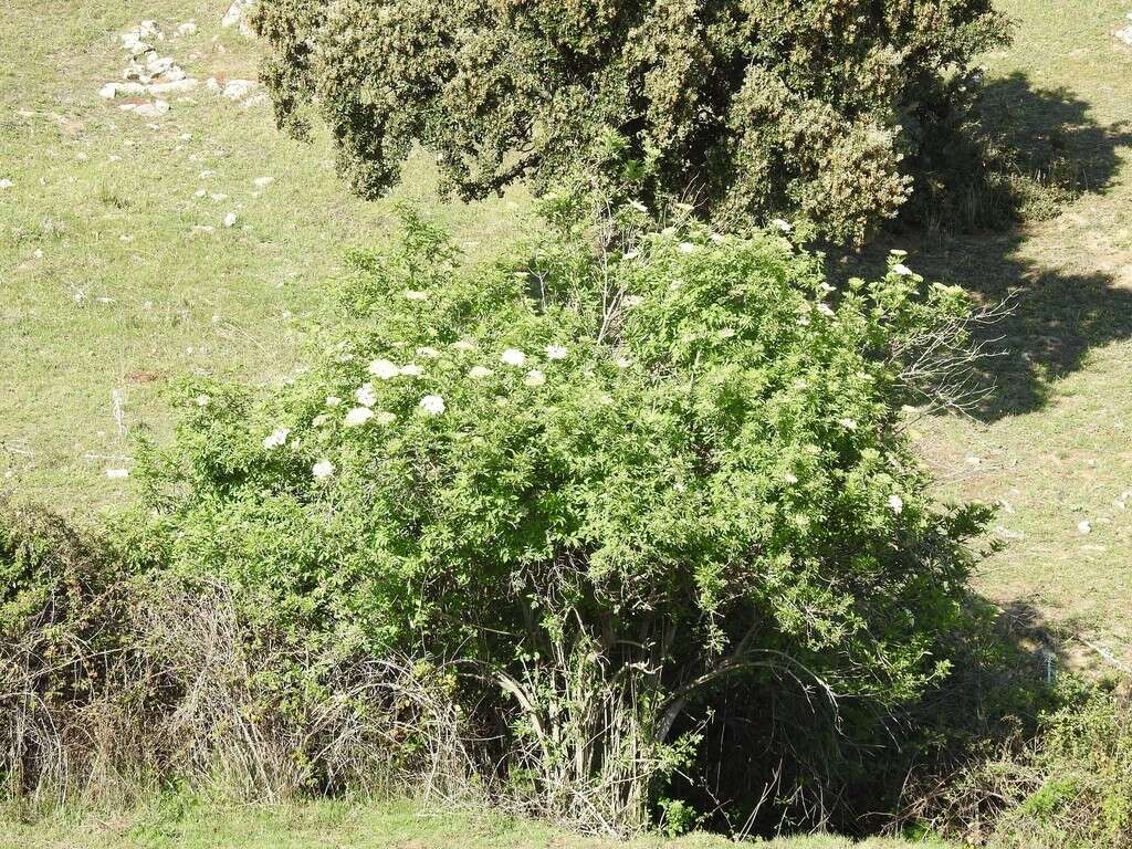 Image of Sambucus nigra f. nigra