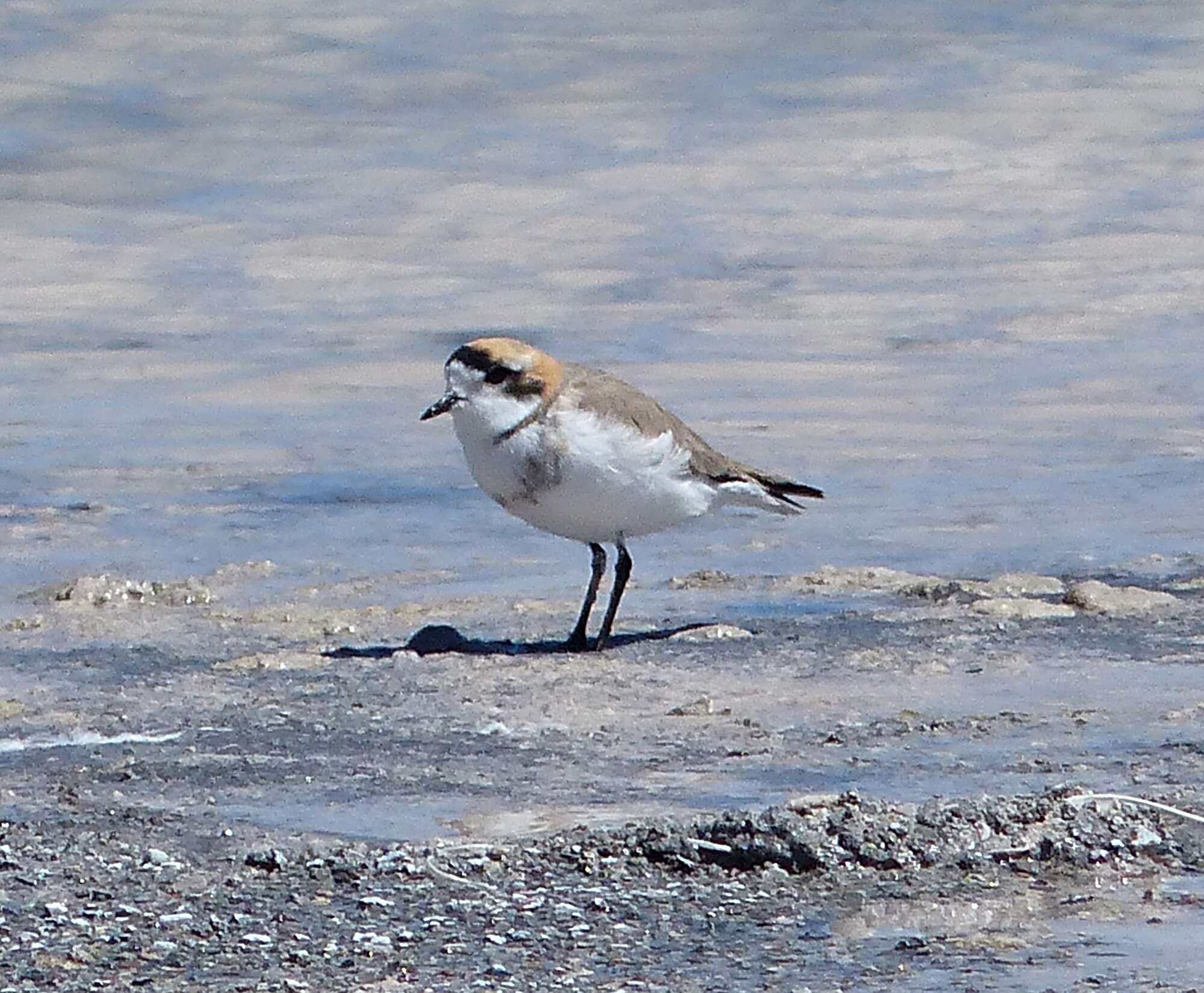 Image of Puna Plover