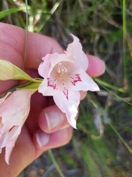 Image of Gladiolus virgatus Goldblatt & J. C. Manning