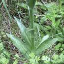 Dactylorhiza formosa Soó的圖片