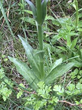 Dactylorhiza formosa Soó resmi