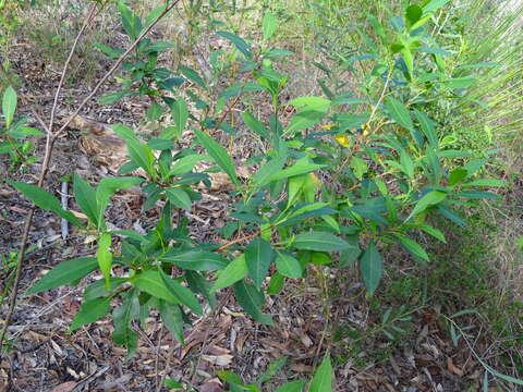 Image of Dodonaea triquetra Wendl.